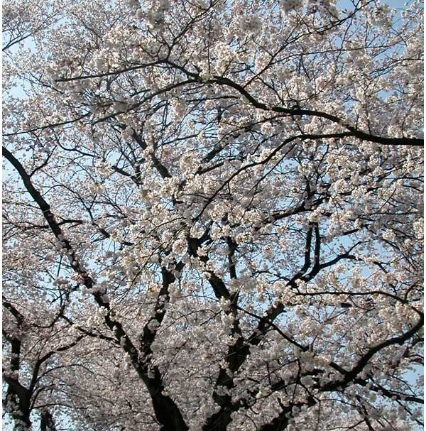 福井の桜（足羽川）