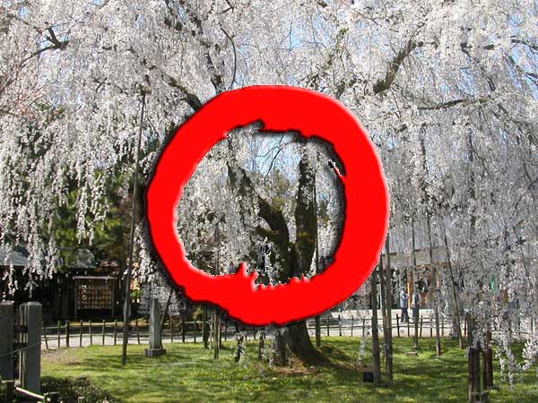 福井の桜（足羽神社）